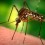 L’Umbria adotta il Piano prevenzione virus trasmessi da zanzare